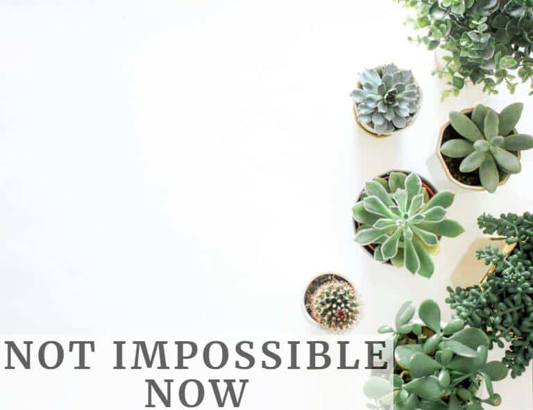 Plantas de interior fáciles de cuidar
