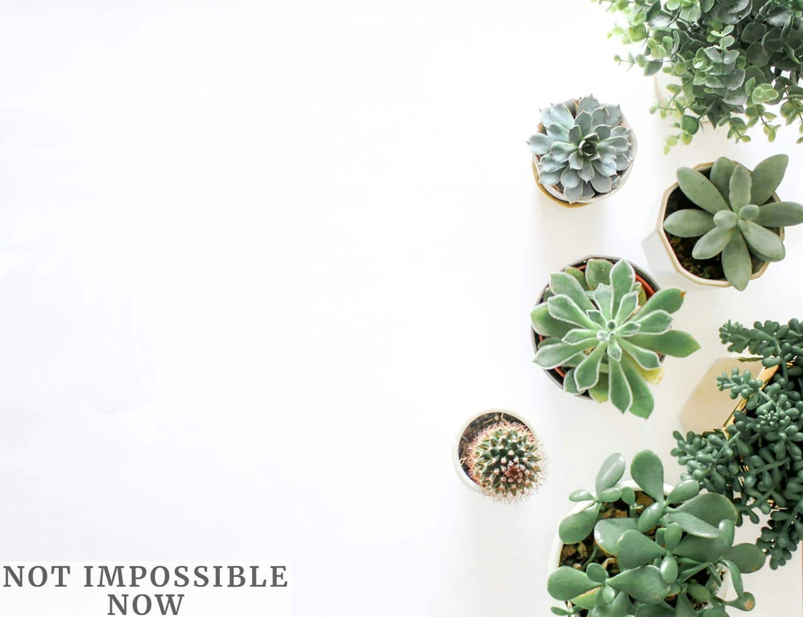 Plantas de interior fáciles de cuidar