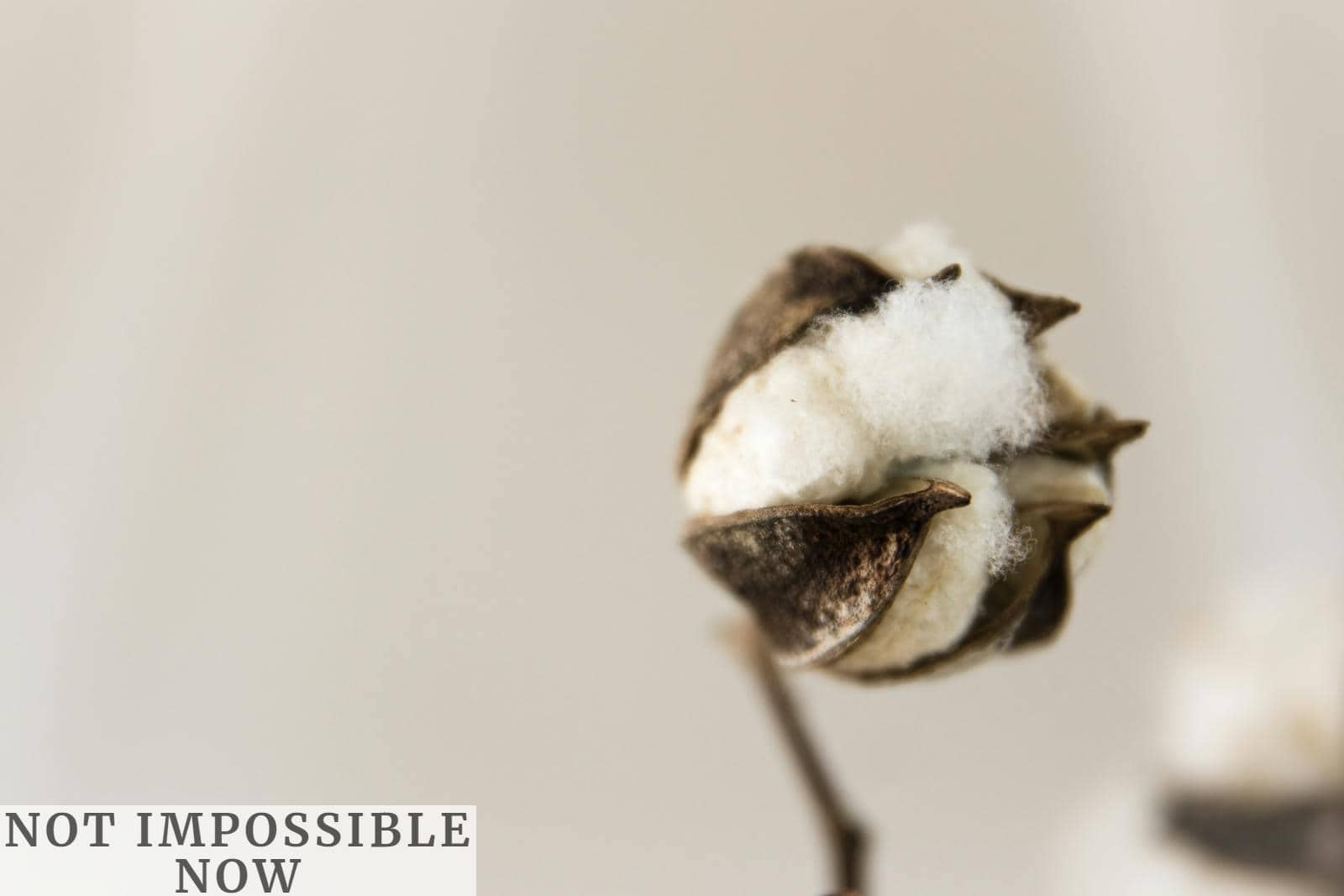 Close-up of a cotton boll showing natural texture against a soft, neutral background.