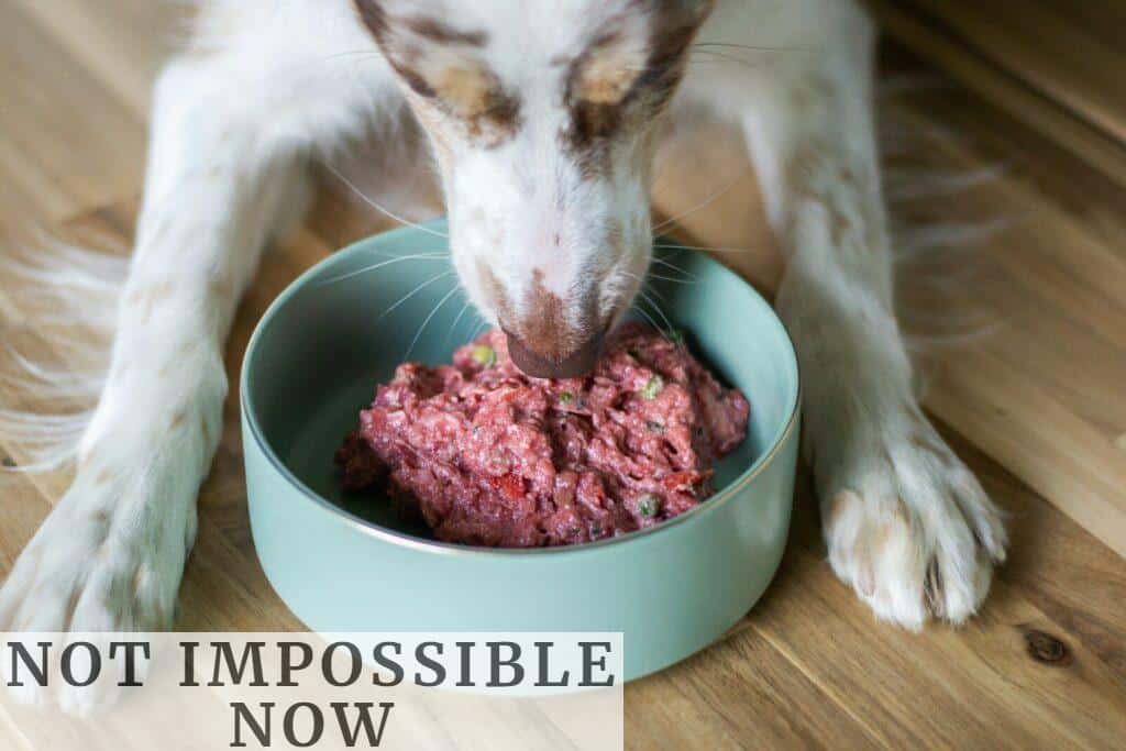 Cómo se elabora el alimento para perros: del ingrediente al producto final
