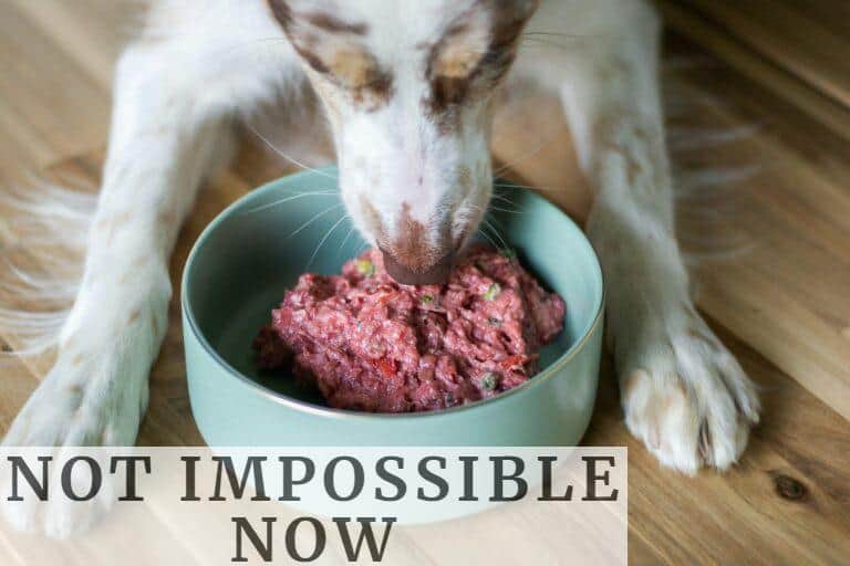 Cómo se elabora el alimento para perros: del ingrediente al producto final