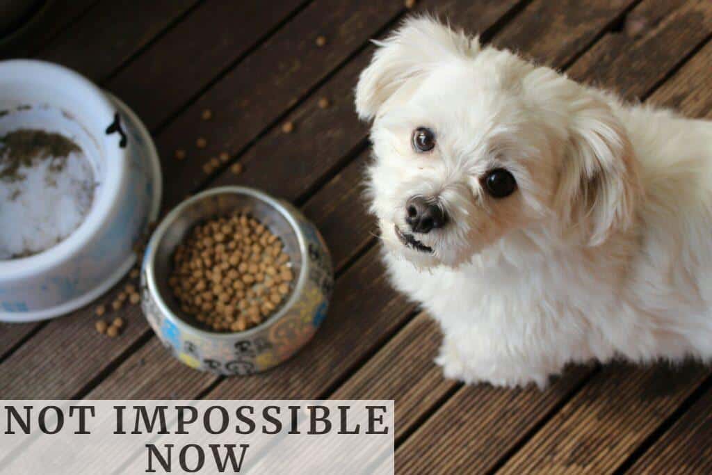 Cómo se elabora el alimento perros